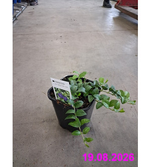 Vinca minor 'La Grave' C 1,4 L